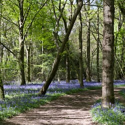 A pictorial photo of a woodland scene with a curved path in the centre a leaning tree and a carpet of bluebells