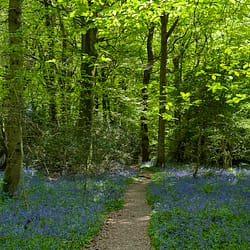 A woodland scene with a path in the centre and a carpet of bluebells on either side
