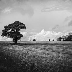 Black and white photo of a lone tree in a field with clouds in the sky behind